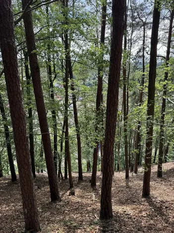 Prodej lesa, Úpice, 7765 m2