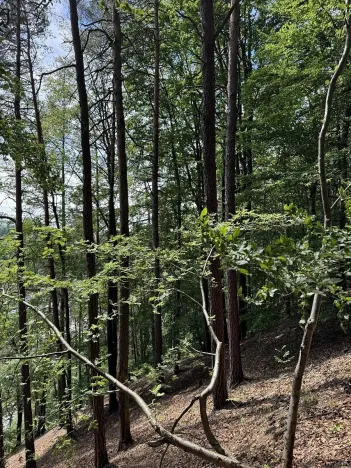 Prodej lesa, Úpice, 7765 m2