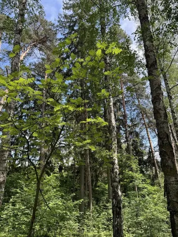 Prodej lesa, Úpice, 7765 m2