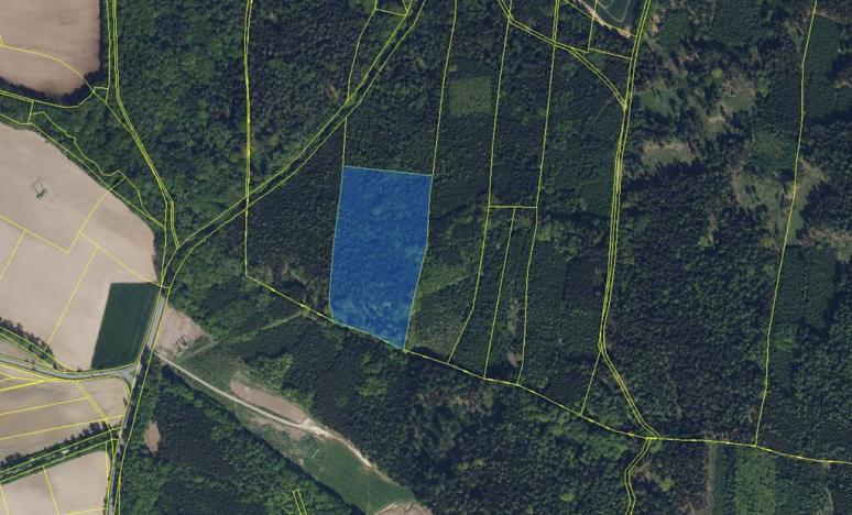 Prodej podílu lesa, Přepychy, 6506 m2