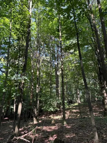 Prodej podílu lesa, Liberk, 5585 m2