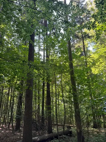 Prodej podílu lesa, Liberk, 5585 m2