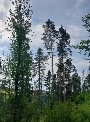 Prodej lesa, Bítovčice, 4158 m2
