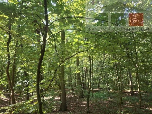 Prodej lesa, Přerov nad Labem, 7889 m2