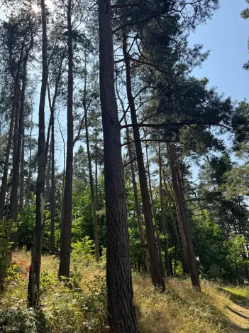 Prodej podílu lesa, Volenice, 3827 m2