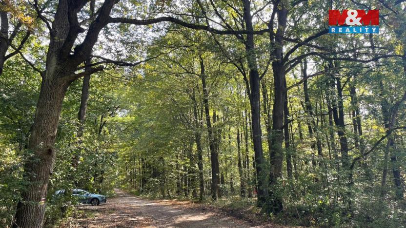 Prodej lesa, Kněždub, 845297 m2