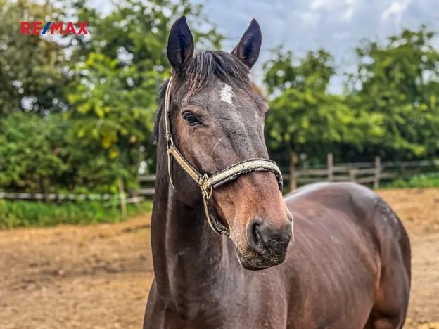 Prodej zemědělské usedlosti, Chlumín, 740 m2