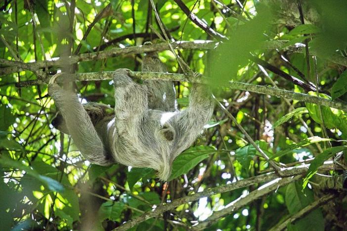 Prodej apartmánu, Puerto Carrillo, Kostarika, 210 m2