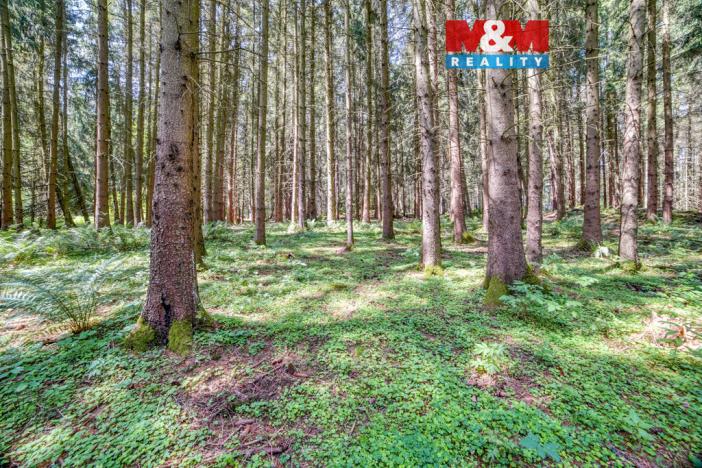 Prodej lesa, Močerady - Nové Dvory, 6098 m2