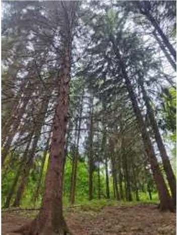 Prodej podílu lesa, Štíty, 11465 m2