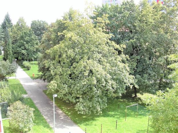 Pronájem bytu 2+kk, České Budějovice, Plzeňská, 47 m2