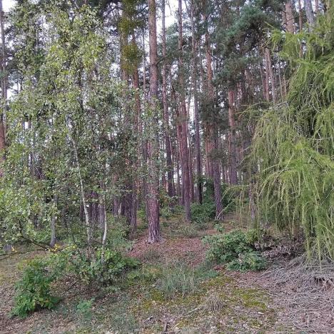 Prodej lesa, Nečín, 14980 m2