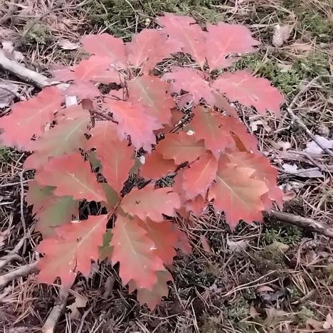 Prodej lesa, Nečín, 44533 m2