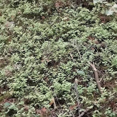 Prodej lesa, Nečín, 44533 m2