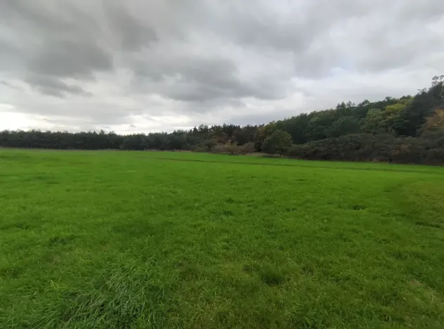 Prodej lesa, Nečín, 44533 m2