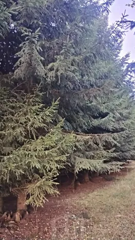 Prodej lesa, Žirovnice, 9999 m2