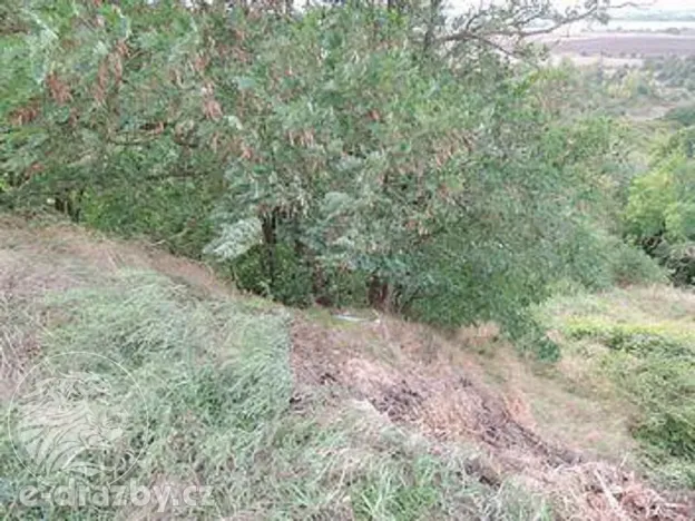 Dražba pozemku, Žatec, 264996 m2