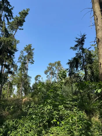 Prodej lesa, Bolehošť, 3558 m2