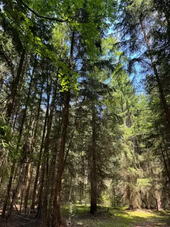 Prodej lesa, Ločenice, 16414 m2