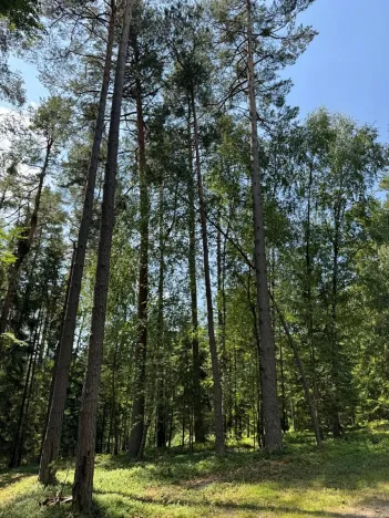 Prodej lesa, Ločenice, 16414 m2