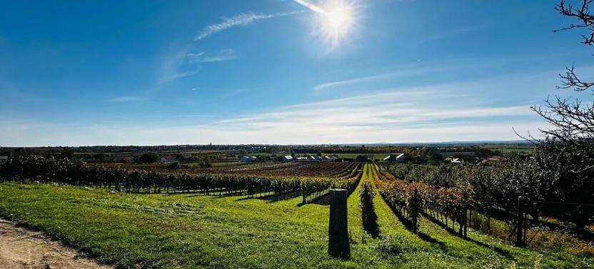 Prodej vinného sklepa, Velké Bílovice, 100 m2