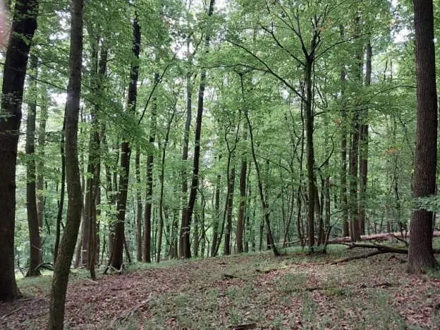 Prodej lesa, Nivnice, 34650 m2