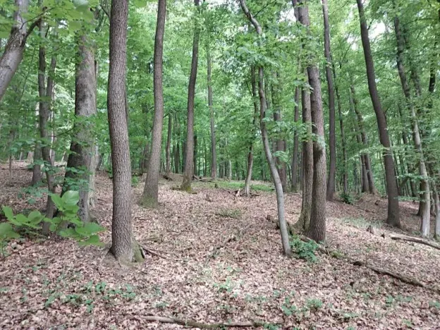 Prodej lesa, Nivnice, 34650 m2