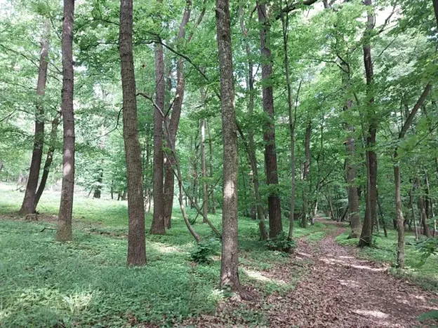 Prodej lesa, Nivnice, 34650 m2