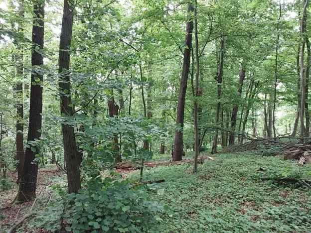 Prodej lesa, Nivnice, 34650 m2