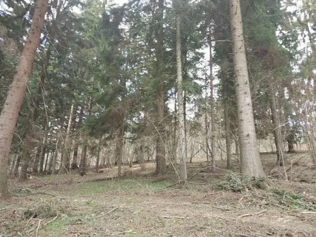 Prodej lesa, Francova Lhota, 5161 m2