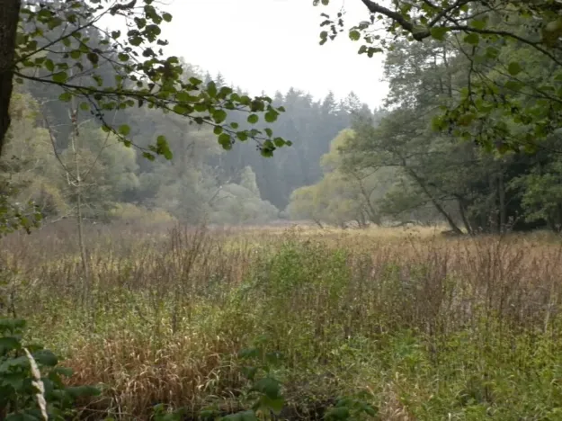 Dražba louky, Kladruby, 42411 m2