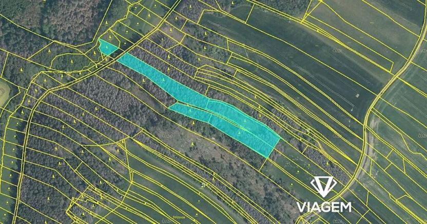 Prodej lesa, Kouty, 5020 m2