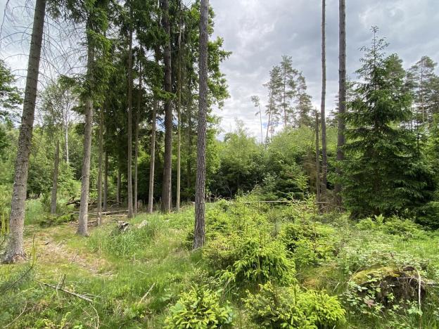 Prodej lesa, Blížejov - Lštění, 4152 m2