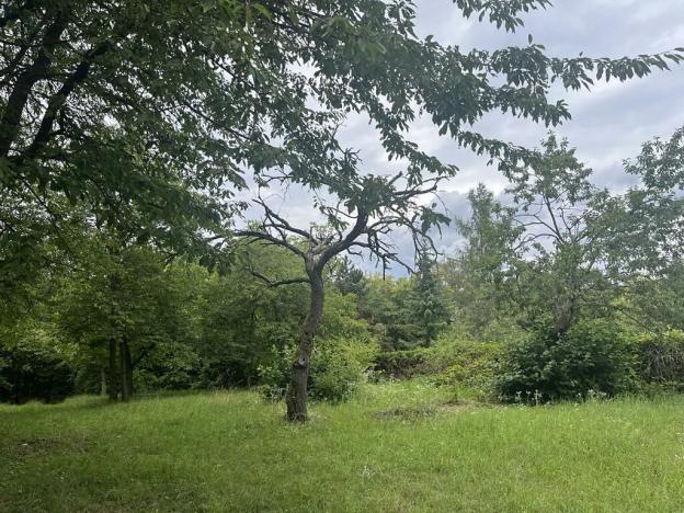 Pronájem sadu/vinice, Praha - Točná, Ke starému hřišti, 3842 m2