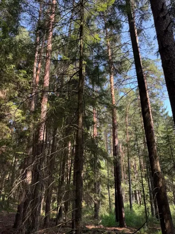 Prodej lesa, Mladošovice, 12064 m2