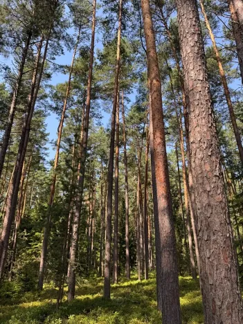 Prodej lesa, Mladošovice, 12064 m2