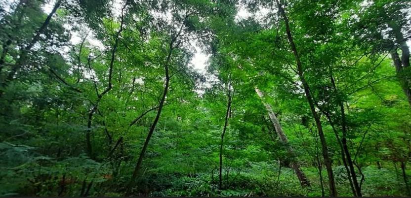 Prodej lesa, Týnec nad Labem, 7501 m2