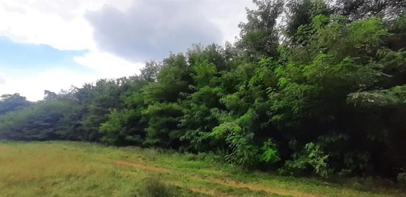 Prodej lesa, Týnec nad Labem, 7501 m2