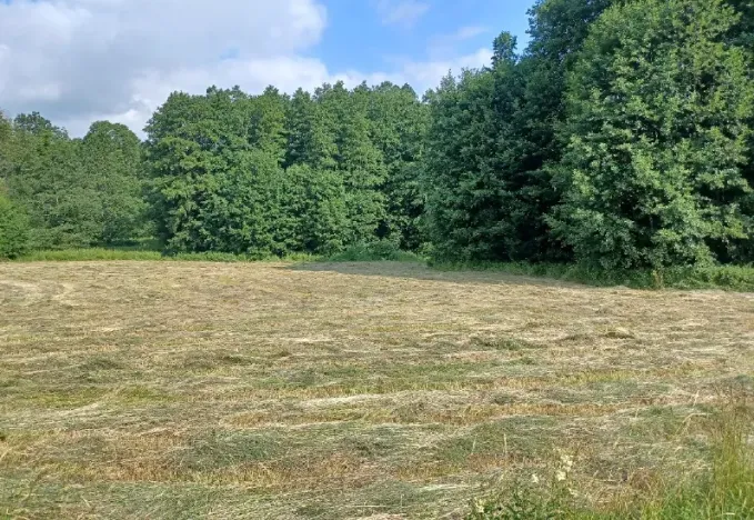 Dražba lesa, Česká Kamenice, 14221 m2