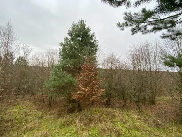Dražba lesa, Šarovy, 11619 m2