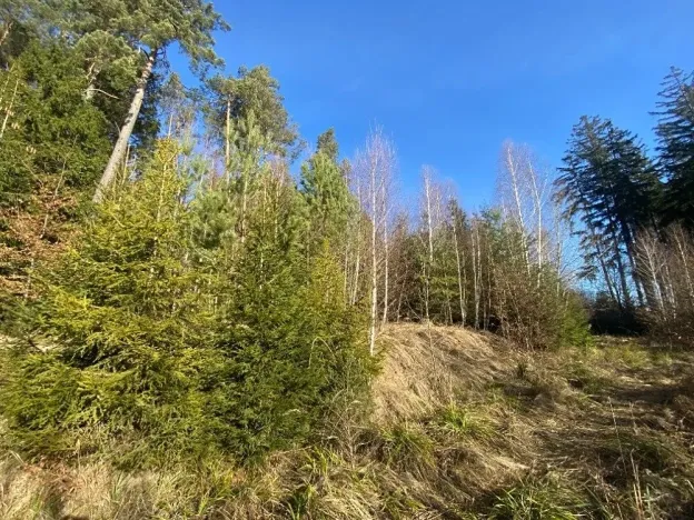 Dražba lesa, Ústí nad Labem, 11769 m2