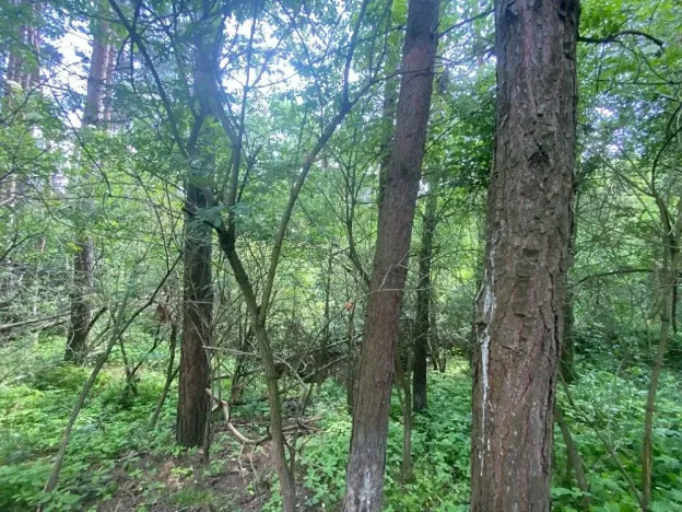 Dražba lesa, Slavičky, 6551 m2