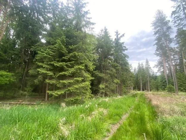 Dražba lesa, Blížejov, 3197 m2