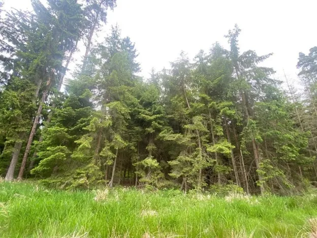 Dražba lesa, Blížejov, 3197 m2