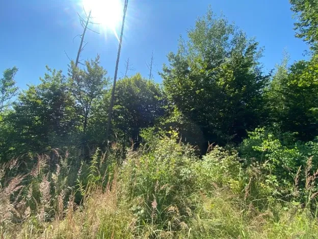 Dražba lesa, Kožichovice, 2269 m2