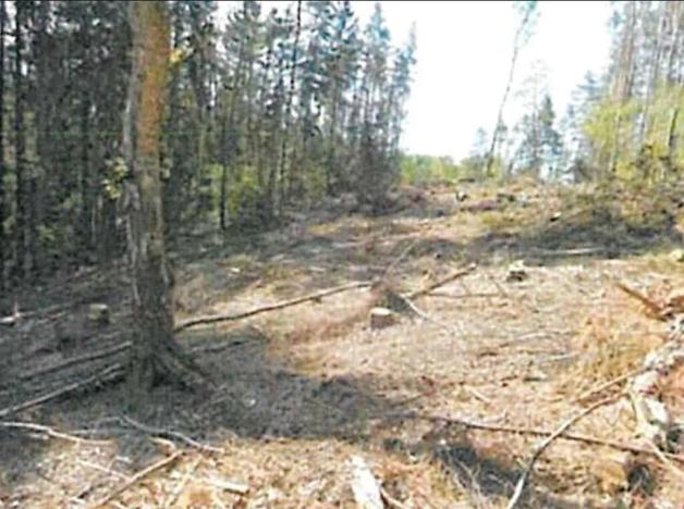 Prodej lesa, Havlíčkův Brod, 12933 m2