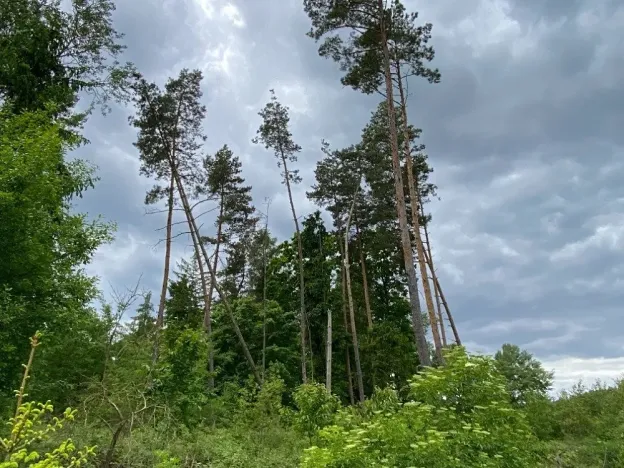 Dražba lesa, Blížejov, 4481 m2