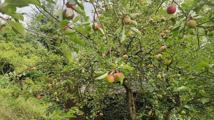 Prodej pozemku pro bydlení, Vysoké Mýto, Vinice, 1447 m2