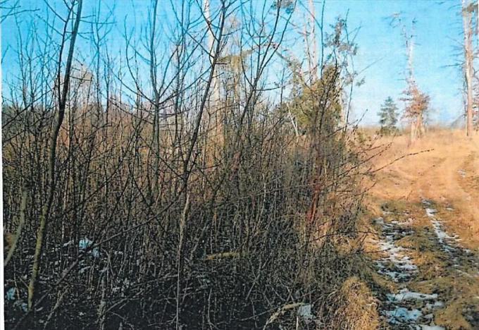 Prodej lesa, Tis, 974 m2