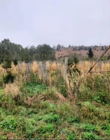 Prodej lesa, Vladislav, 11904 m2